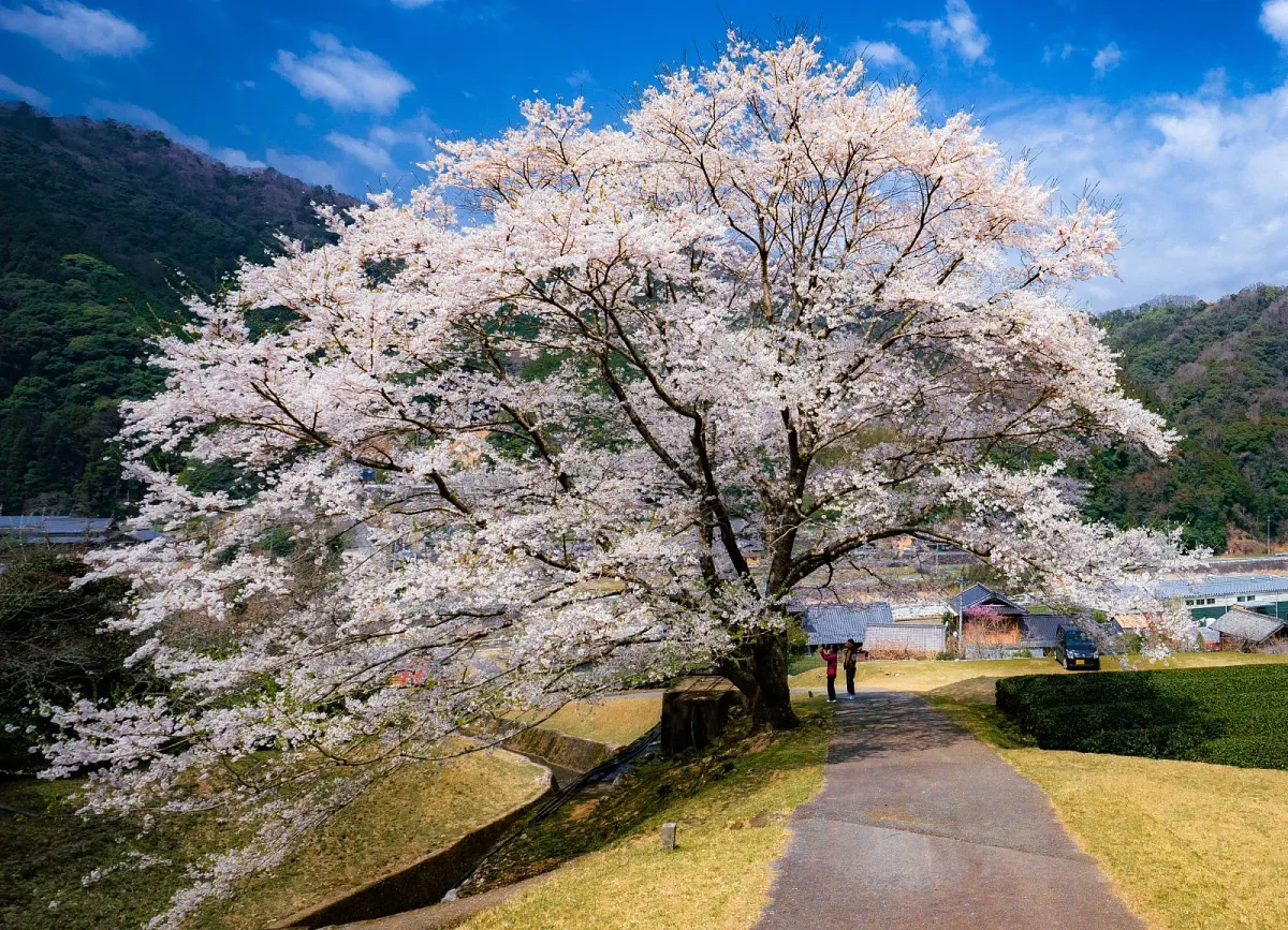 開花が進むと花の色がピンクから白色に変わります
