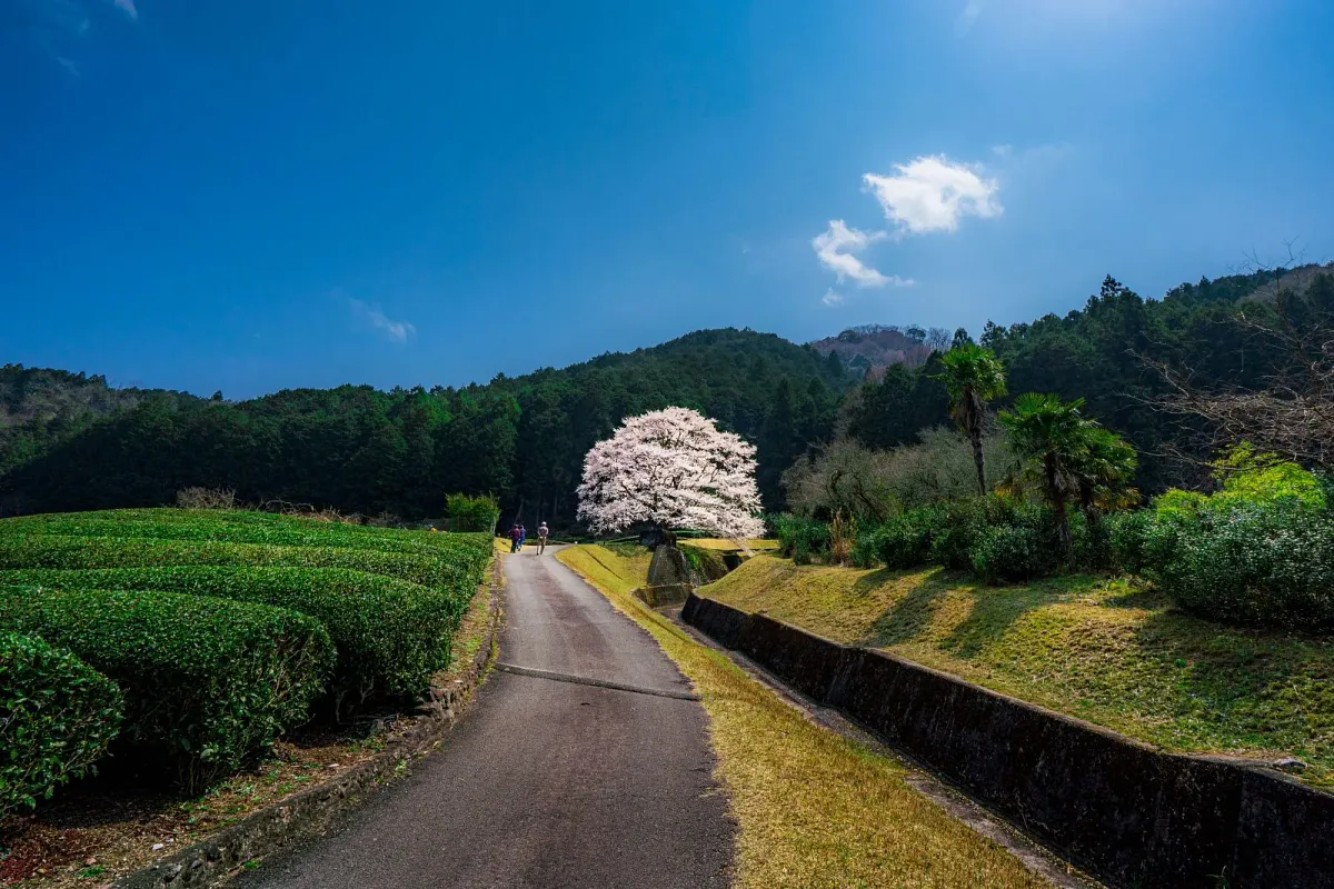 淡墨桜へと続く遊歩道は私有地です。車の侵入はご遠慮ください