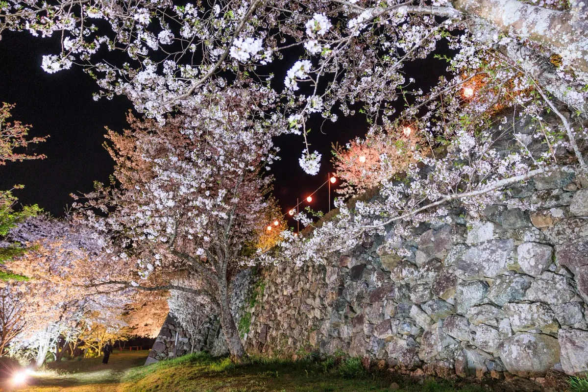 田丸城跡の石垣と夜桜