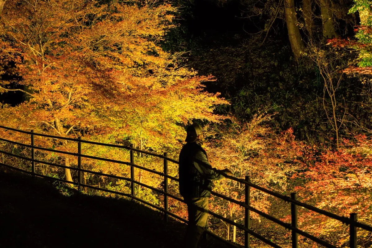 田丸城跡の紅葉ライトアップ