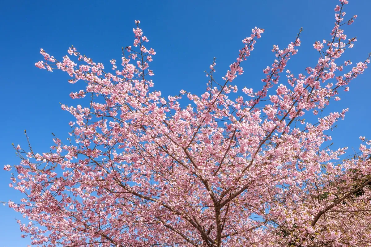 青空に映える河津桜