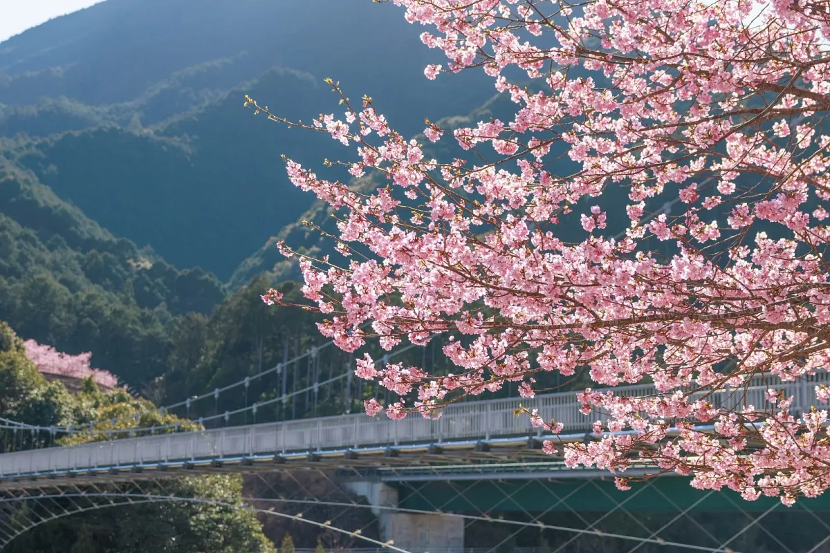 平尾吊橋と河津桜