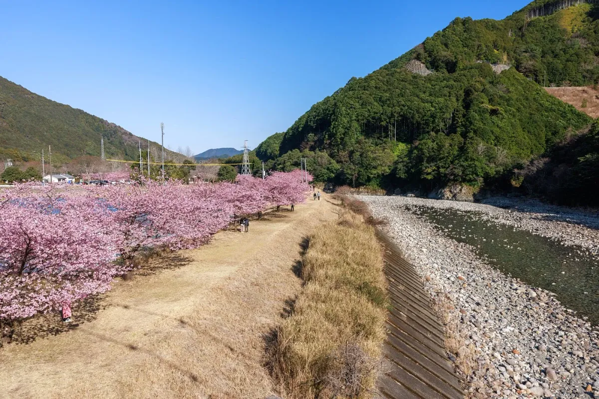 銚子川沿いの河津桜