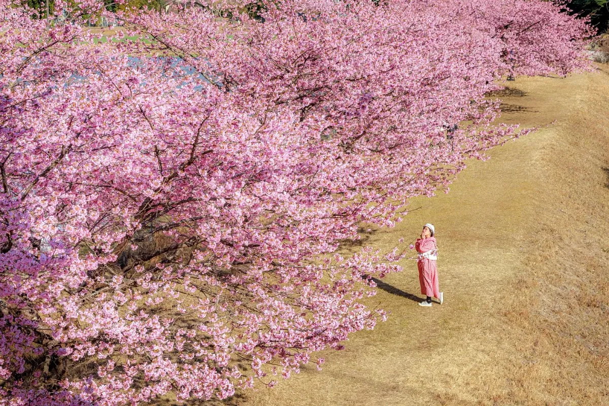 種まき権兵衛の里の河津桜