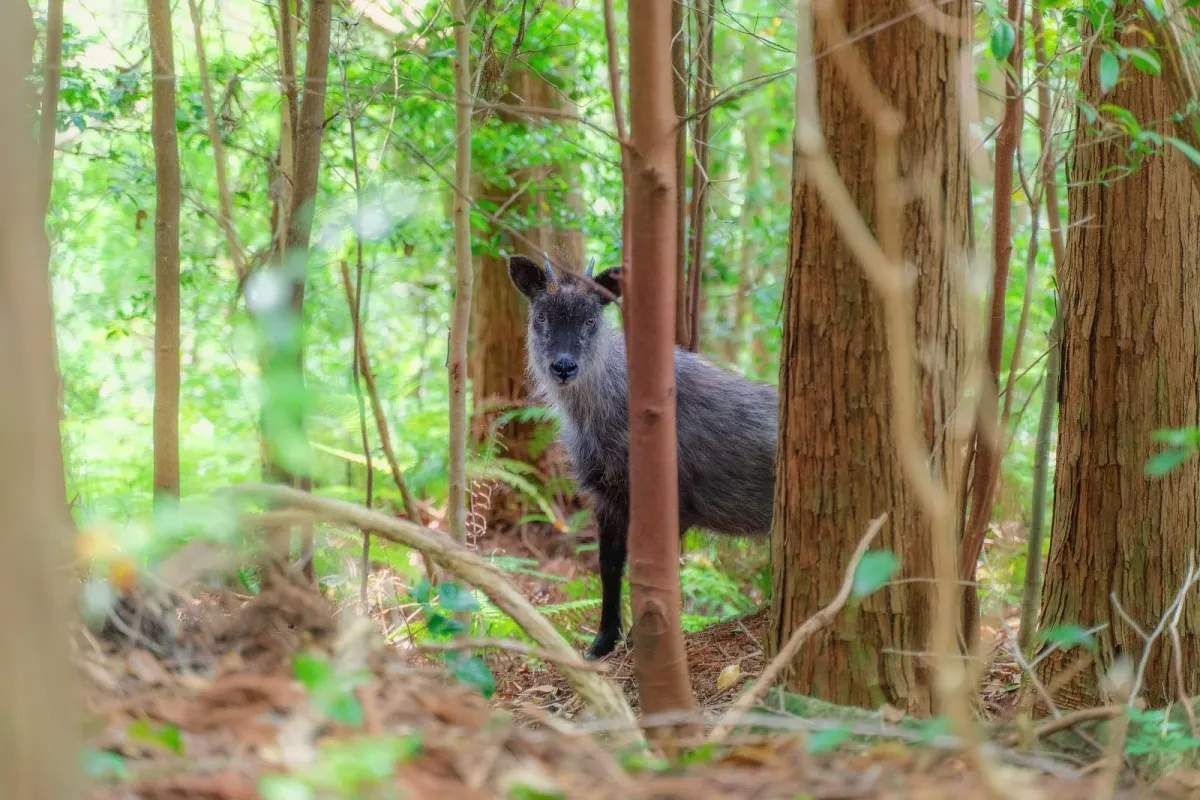天狗倉山で見られたニホンカモシカ