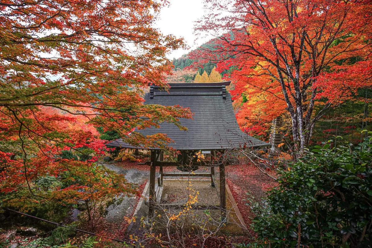 紅葉に包まれる天開山泰運寺の堂宇