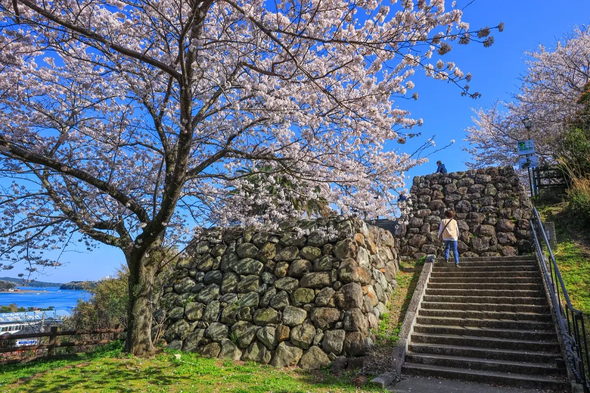 桜と石垣