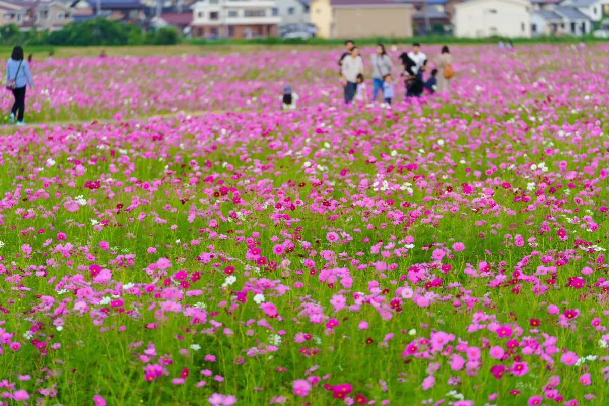 東員のコスモス畑