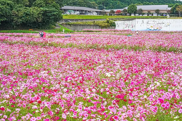 【津市】とことめの里のコスモス｜2026年10月23日の開花状況！ピンク色の絨毯が圧巻