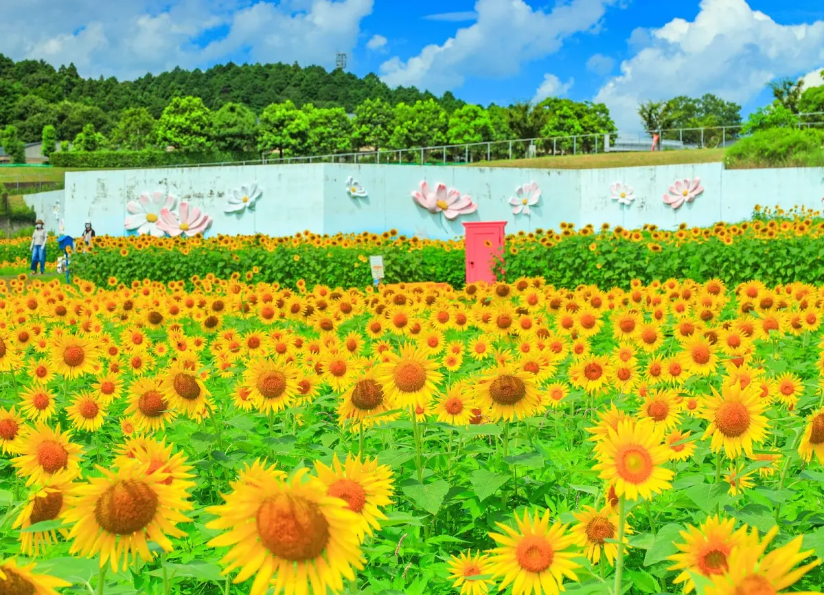 ひまわりの規模は津市で最大級！ひまわりの開花が無い年があります
