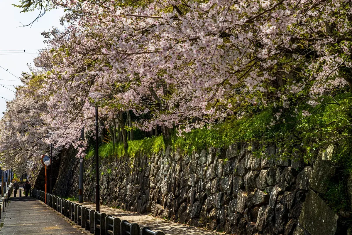 石垣の周辺にも桜が咲きます