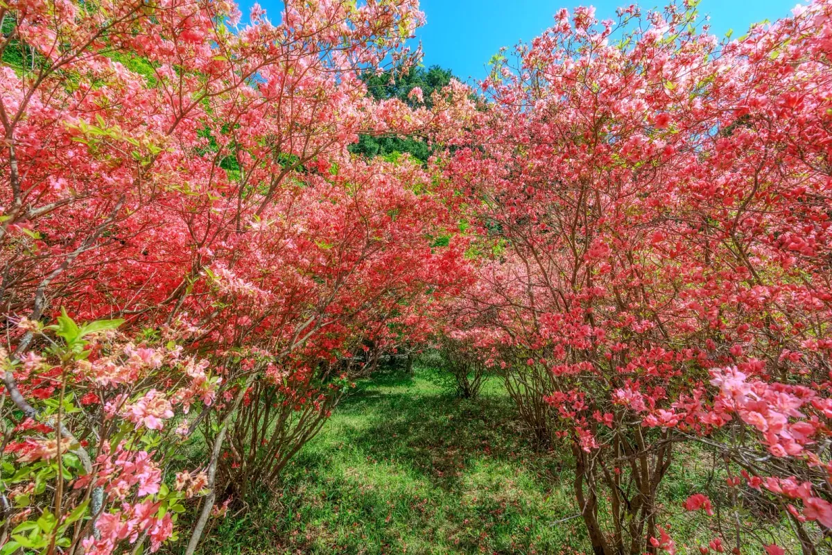 余野公園のヤマツツジのトンネル