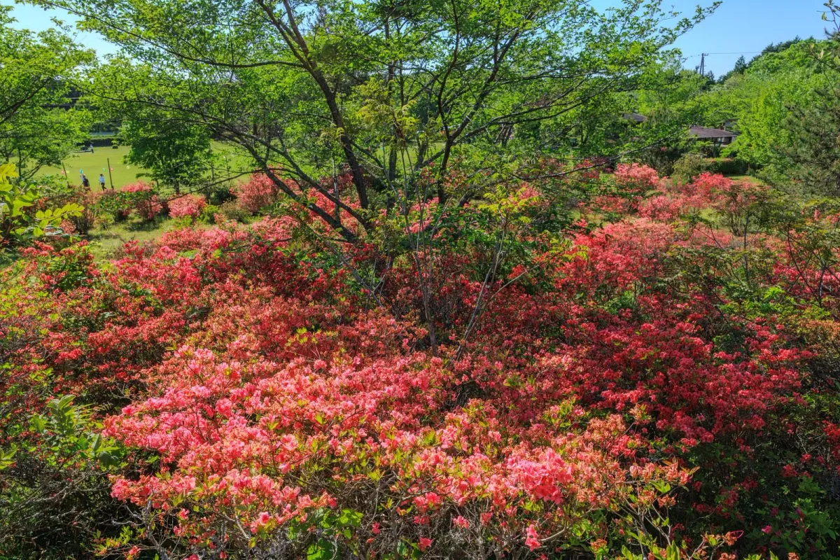 もっこ山展望台から見下ろす余野公園のツツジ
