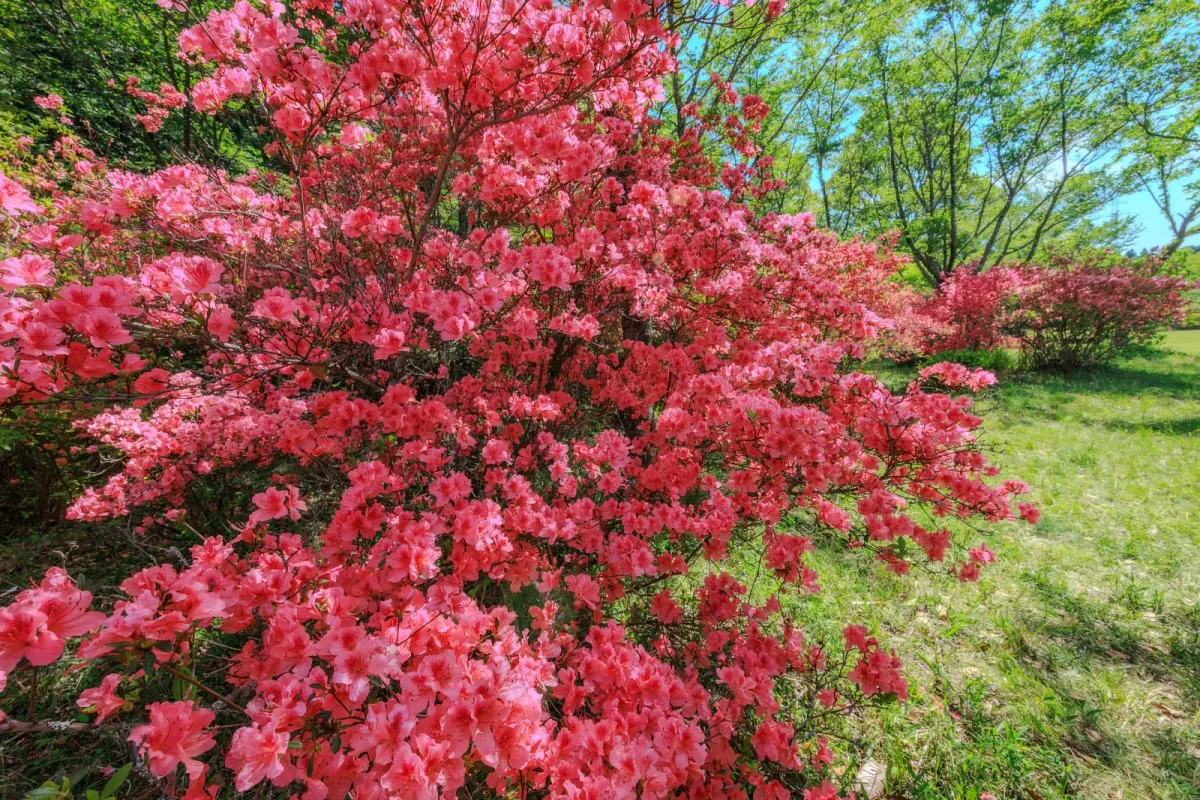 余野公園を彩るツツジ